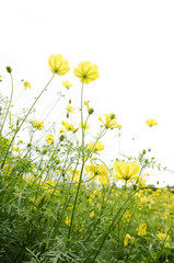 黄色いコスモスの花