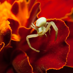 spider lurking in the flower