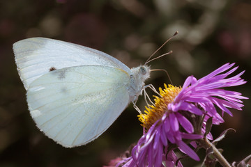butterfly on autumn flowers