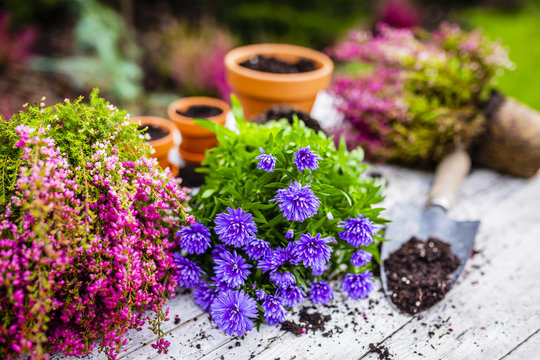 Heathers and autumn seedlings for planting in the garden. 
