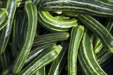 Green organic Zucchini