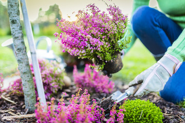 Autumn planting heathers and plants in the garden.
