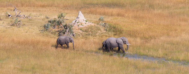 Elephants crossing water in the Okavango delta (Botswana)