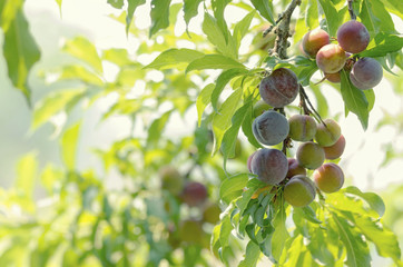 Group of purple orange plums get ripe on tree branch (Prunus japonica)