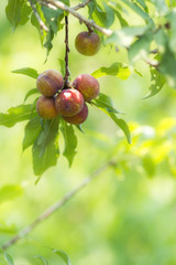 Group of purple orange plums get ripe on tree branch (Prunus japonica)