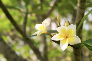 Close up view of white and yellow Plumeria or Temple tree flower blossom