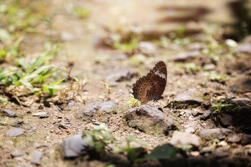Butterfly golden light.