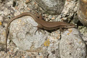 A stunning Wall Lizard (Podarcis muralis) warming up in the sun on a wall.