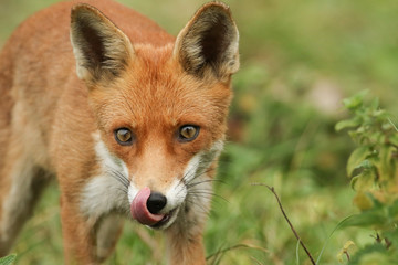 A curious hunting Red Fox (Vulpes vulpes) with its tongue sticking out licking its nose.
