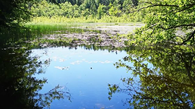 Tranquil forest lake on a sunny summer day. Tree branches hang down from the sides and the water is almost mirror like. Location Omberg eco park in Sweden.