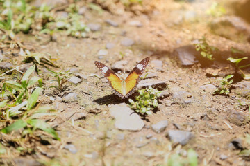 Butterfly golden light.