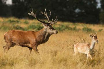 A magnificent Red Deer Stag (Cervus elaphus) and a Fallow Deer ( Dama dama) walking together in a field.