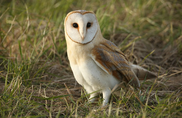 A hunting Barn Owl (Tyto alba) resting in the grass after a failed attempt at catching its lunch.