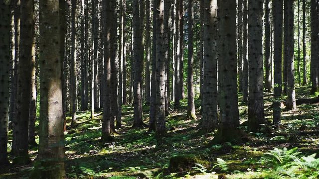 Tree trunks in a spruce forest on a warm summer day. Some sunshine penetrate the canopies and play on the tree trunks. Sparse vegetation on the ground. Location Omberg eco park in Sweden.