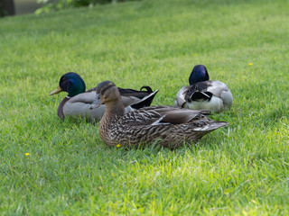 Mallard ducks in grass