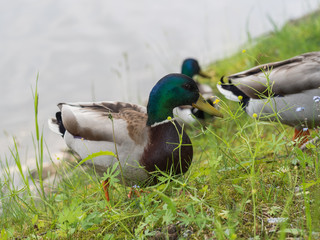 Mallard duck drake