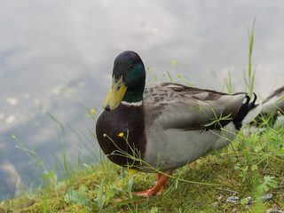 Mallard duck drake