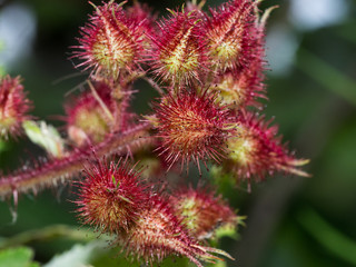 Japanese wineberry red
