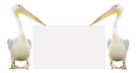 Two pelicans standing next to a banner, isolated on a white background