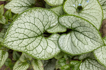 Heartleaf brunnera, Siberian bugloss ( Brunnera macrophylla 'Jack Frost ') in garden
