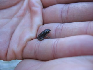 Ranita Mano - Little frog in hand