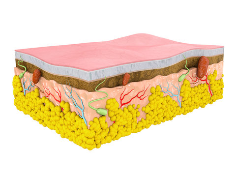 Structure of the human skin. Layers and cells, isolated white