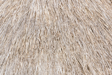 Close up a lot of .Straw texture.