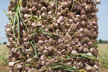 Garlic field, garlic collecting