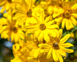 Bee collecting polen from yellow flowers