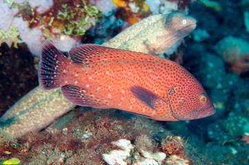 Tomato grouper, Cephalopholis sonnerati, Bali Indonesia.