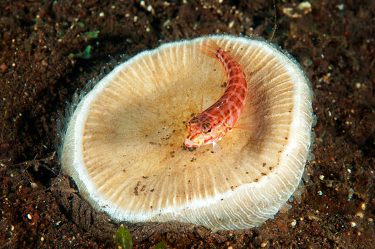 Red spotted sandperch, Parapercis schauinslandi, on a mushroom coral, Bali Indonesia.