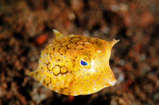 Juvenile Thornback cowfish, Lactoria fornasini, Bali Indonesia.