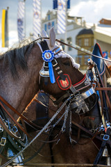Pferde auf dem Oktoberfest 2018 in München