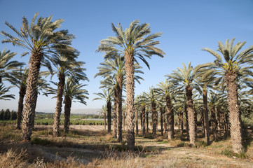 Palm trees in The Jordan Valley