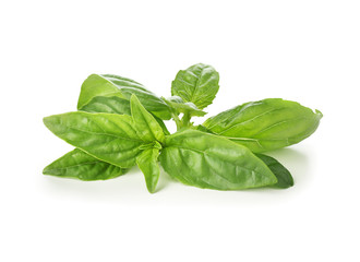 Fresh green basil on white background