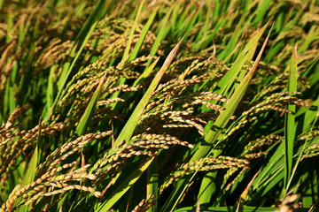 The autumn rice fields