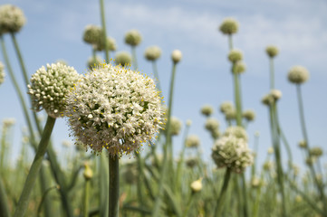 Garlic flowers, Garlic fields