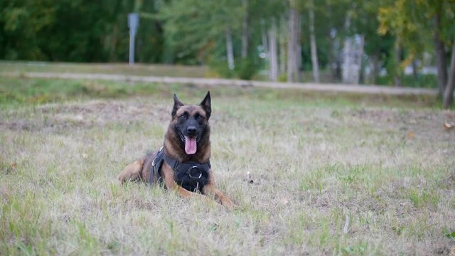 Trained shepherd dog sitting on a grass showing the tongue