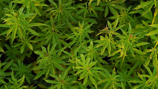 A beautiful cannabis plant at the beginning of flowering top.