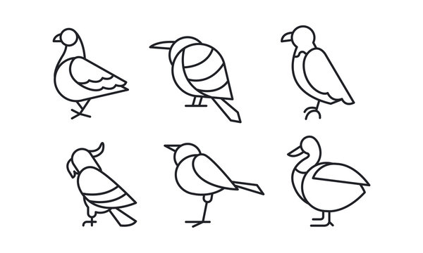 Vector set of birds in linear style. Pigeon, sparrow, eagle, parrot, duck and colibri