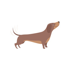 Purebred brown dachshund dog vector Illustration on a white background