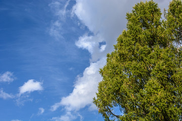 Background from green needles of the fir and blue sky with white clouds