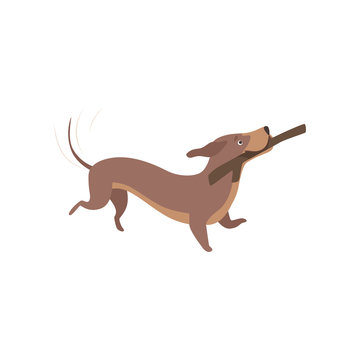 Purebred brown dachshund dog playing with stick vector Illustration on a white background