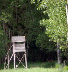 Hunting hut and deer in forest