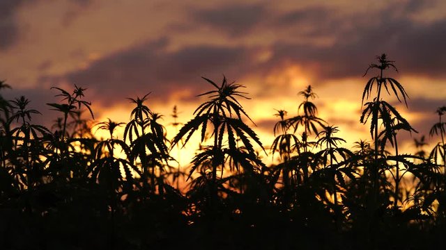 Marijuana field in the amazing sunset background.