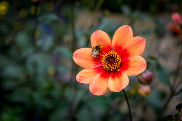 Hummel auf roter Blume