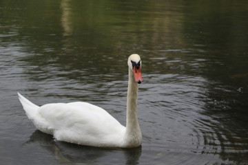 swan on lake