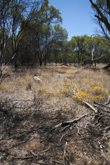 Hyden Australia, bush scene with yellow wildflowers
