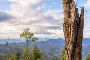 Beautiful tree landscape with cloud sky background.
