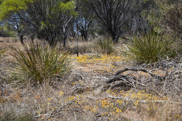 Hyden Australia, view of wildflowers in bush along the Gnamma trail